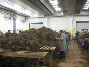 Сортировка привитых саженцев винограда